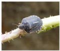 Eurygaster austriaca